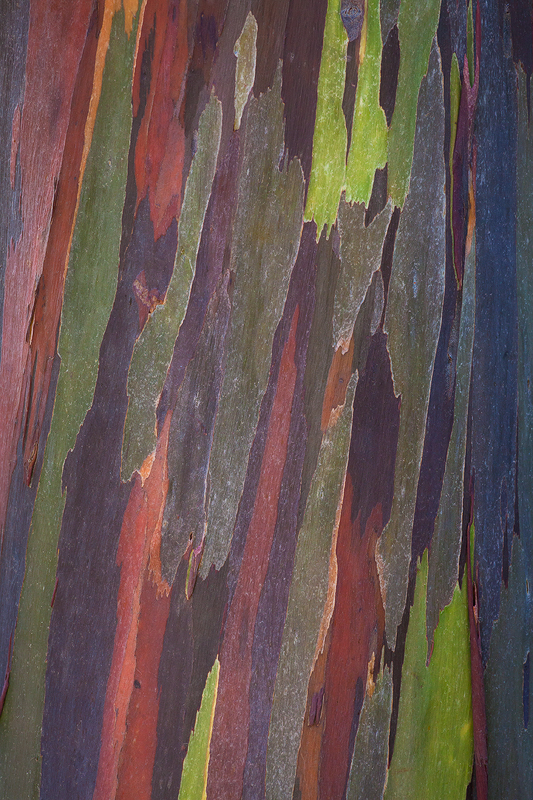 Eucalyptus tree bark abstract, Kauai