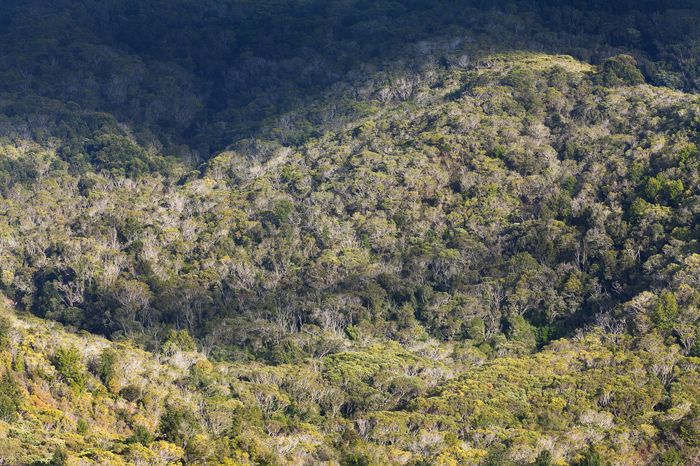 Hillside of mixed trees, Kauai 