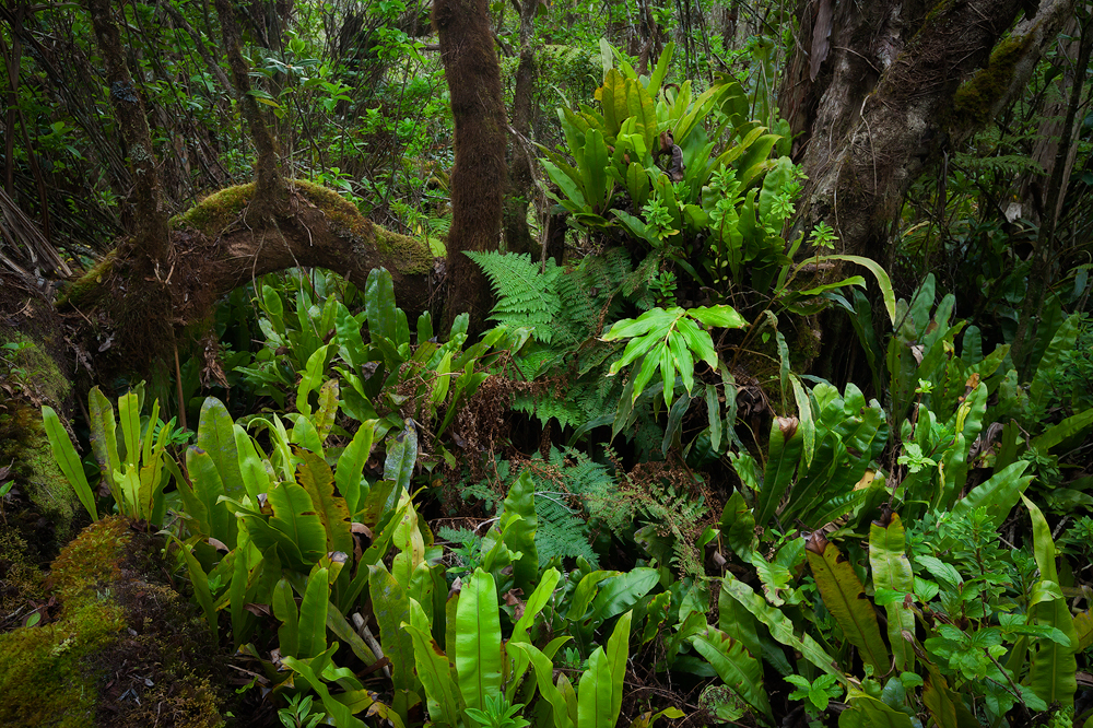 Off the Pihea Trail in Kauai