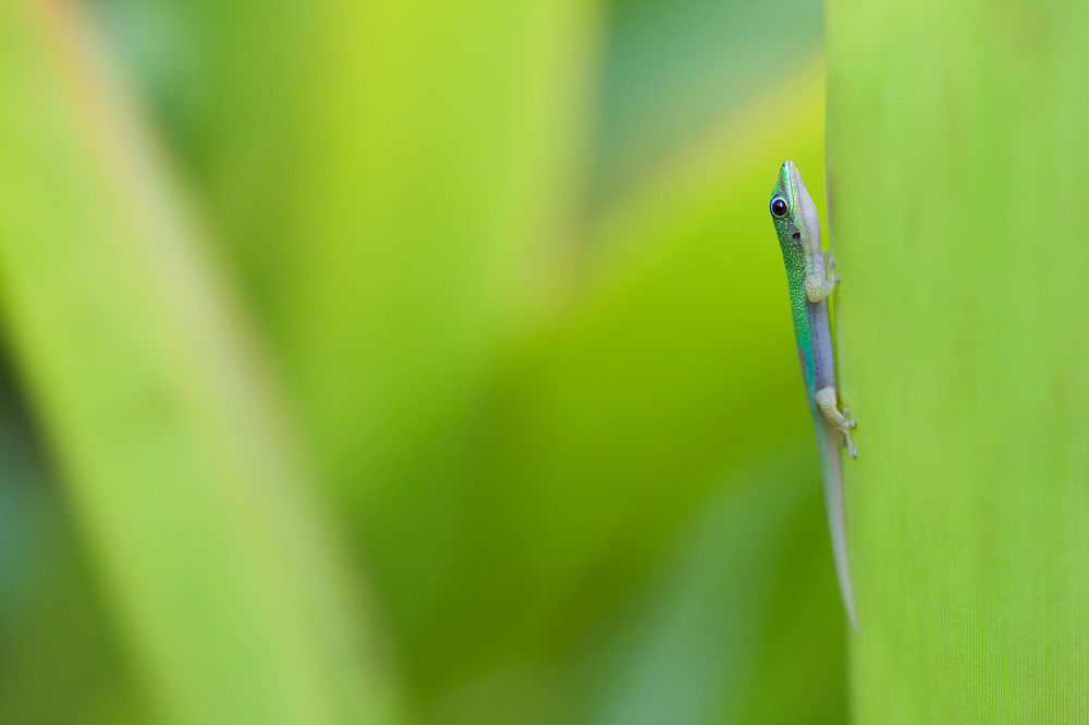 Gecko lizard at the McBryde-Allerton Tropical Garden complex, Kauai