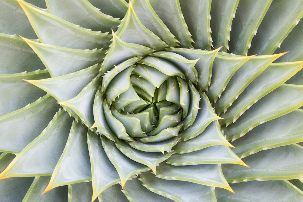 5. Spiral Aloe