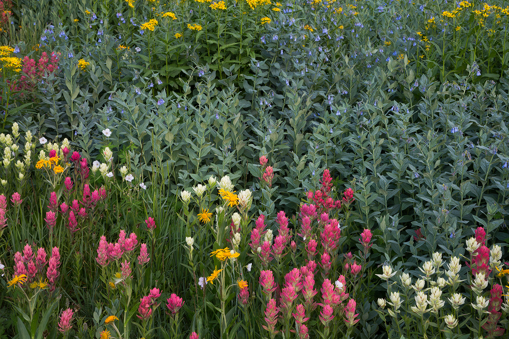 7. Alpine Garden, Colorado