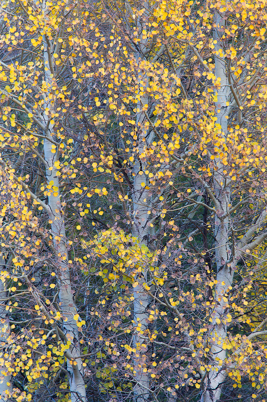 8. Autumn trees, Eastern Sierra, California