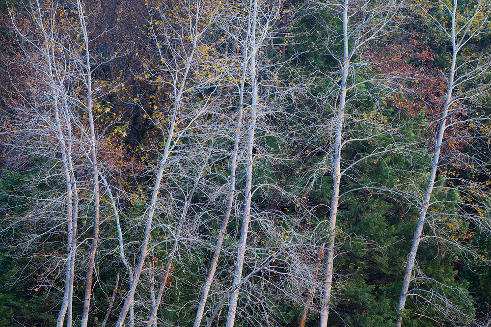 10. End of Autumn, Yosemite National Park