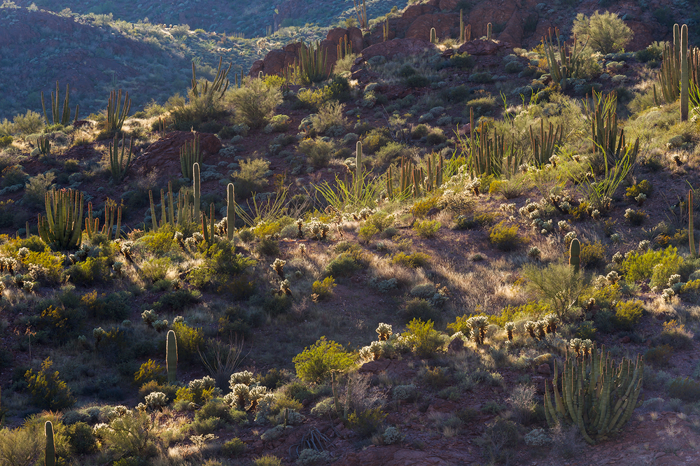 11. Cactus Medley, Organ Pipe National Monument