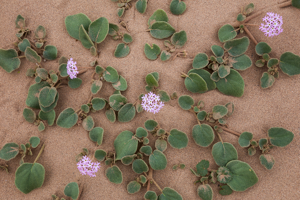 Sand Verbana, ubiquitous in sandy areas along washes in Death Valley National Park. (c) Ron Coscorrosa