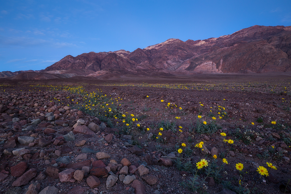 Desert Gold near Badwater Basin. (c) Sarah Marino