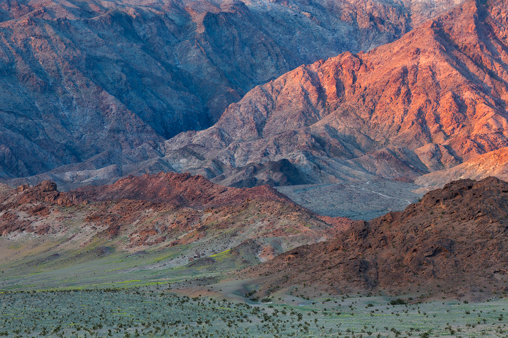 Distant wildflowers at the base of the Black Mountains in Death Valley National Park. (c) Sarah Marino