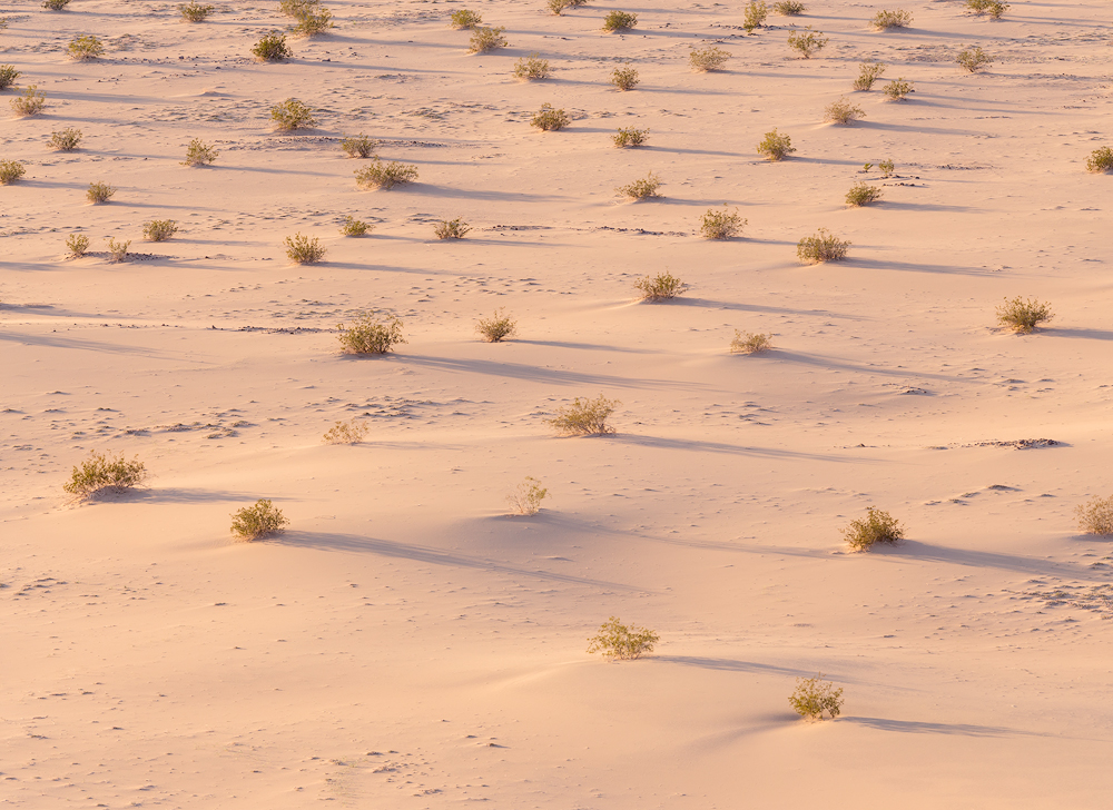 Creosote bushes and their shadows, Death Valley National Park