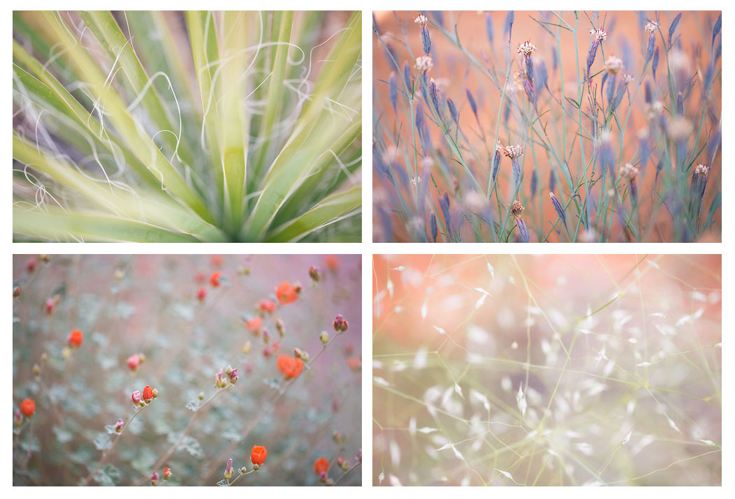 A collection of plants, Valley of Fire State Park in Nevada