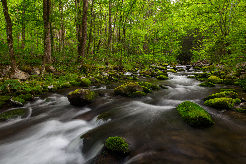 Great Smoky Mountains National Park, Tennessee. (c) Ron Coscorrosa