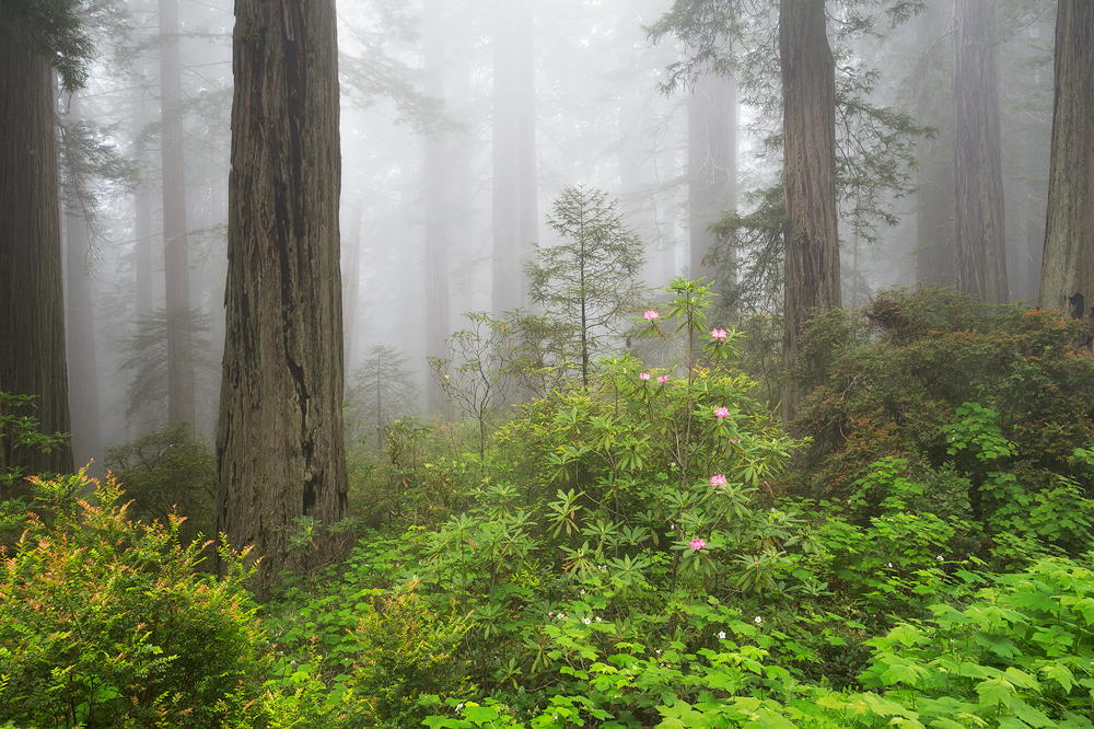 Redwoods National and State Park, California. (c) Sarah Marino