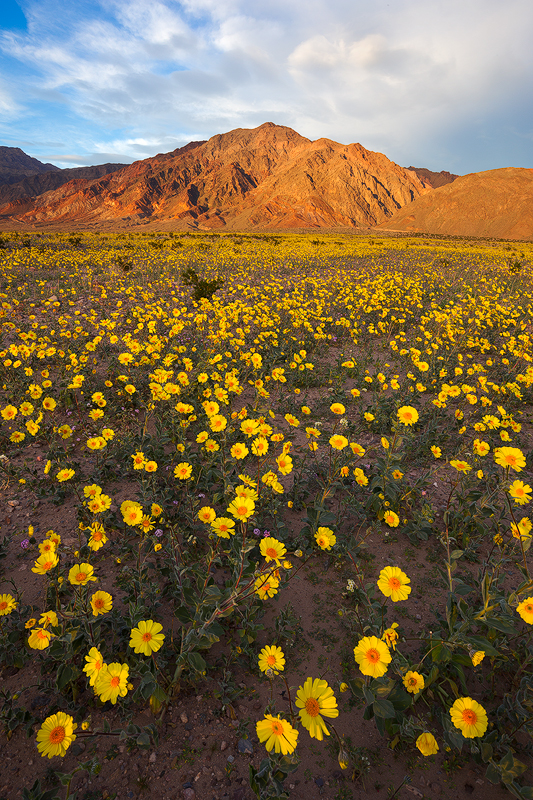 Prolific Desert Gold Bloom in the southern part of Death Valley