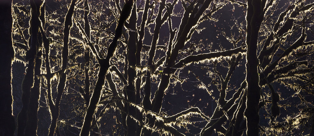 Mossorama. Winter trees in the forests along the Pacific Northwest coast are beautiful, especially the mossy trees with a little backlight highlighting the shapes and forms of the trees.