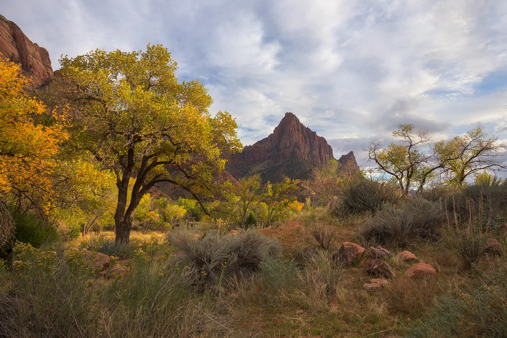 Classic Zion. The famous Watchman framed by colorful autumn Cottownwood trees and surrounded by lush desert vegetation. 