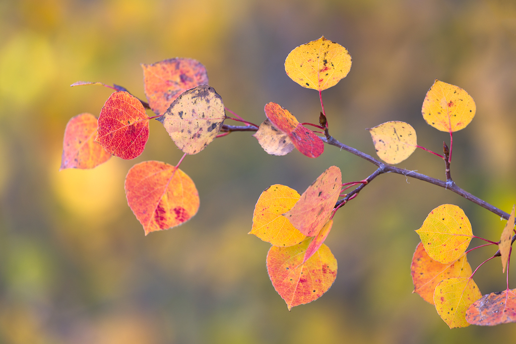 Colorful Blurries. Multicolored aspen leaves photographed against a colorful blurred out background. Aspen leaves in fall can be all sorts of colors, not just the common yellow and gold.
