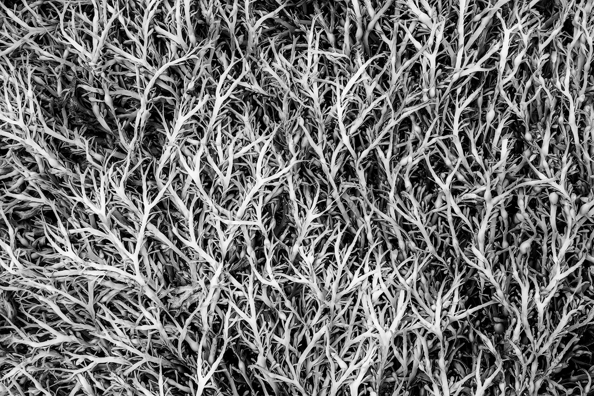 Patterns in seaweed in a tidal flat on the Snaefellsnes Peninsula in Iceland. 