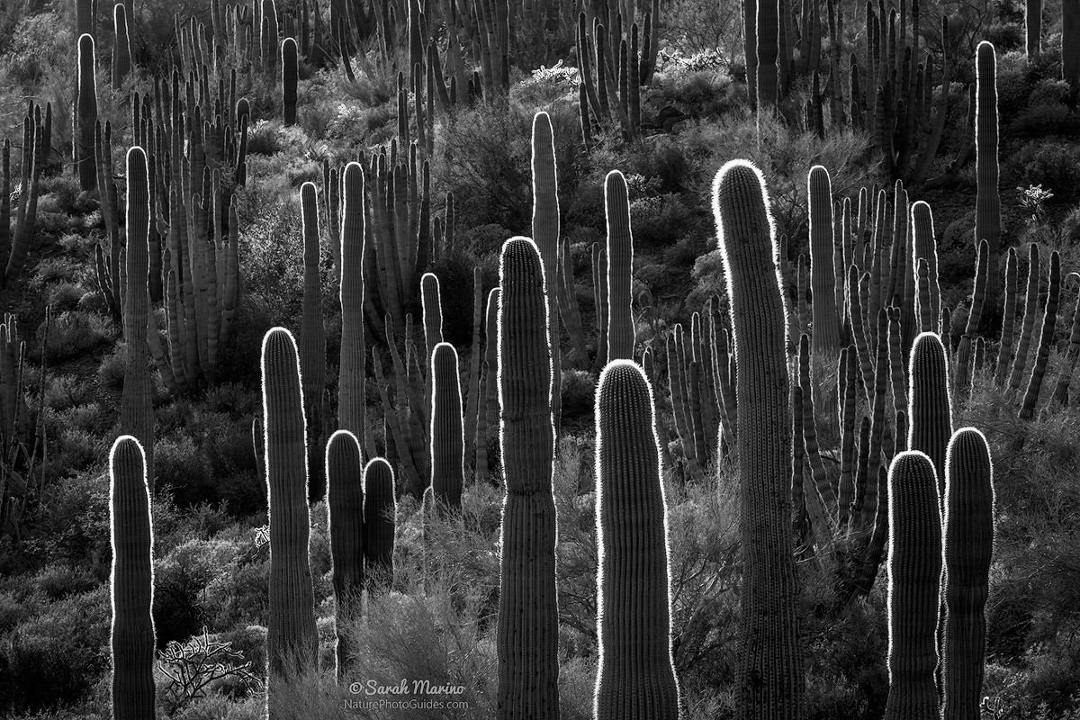 The setting sun illuminates these cactus from behind, making them appear to be glowing. Organ Pipe National Monument in Arizona, near the Mexican border. 
