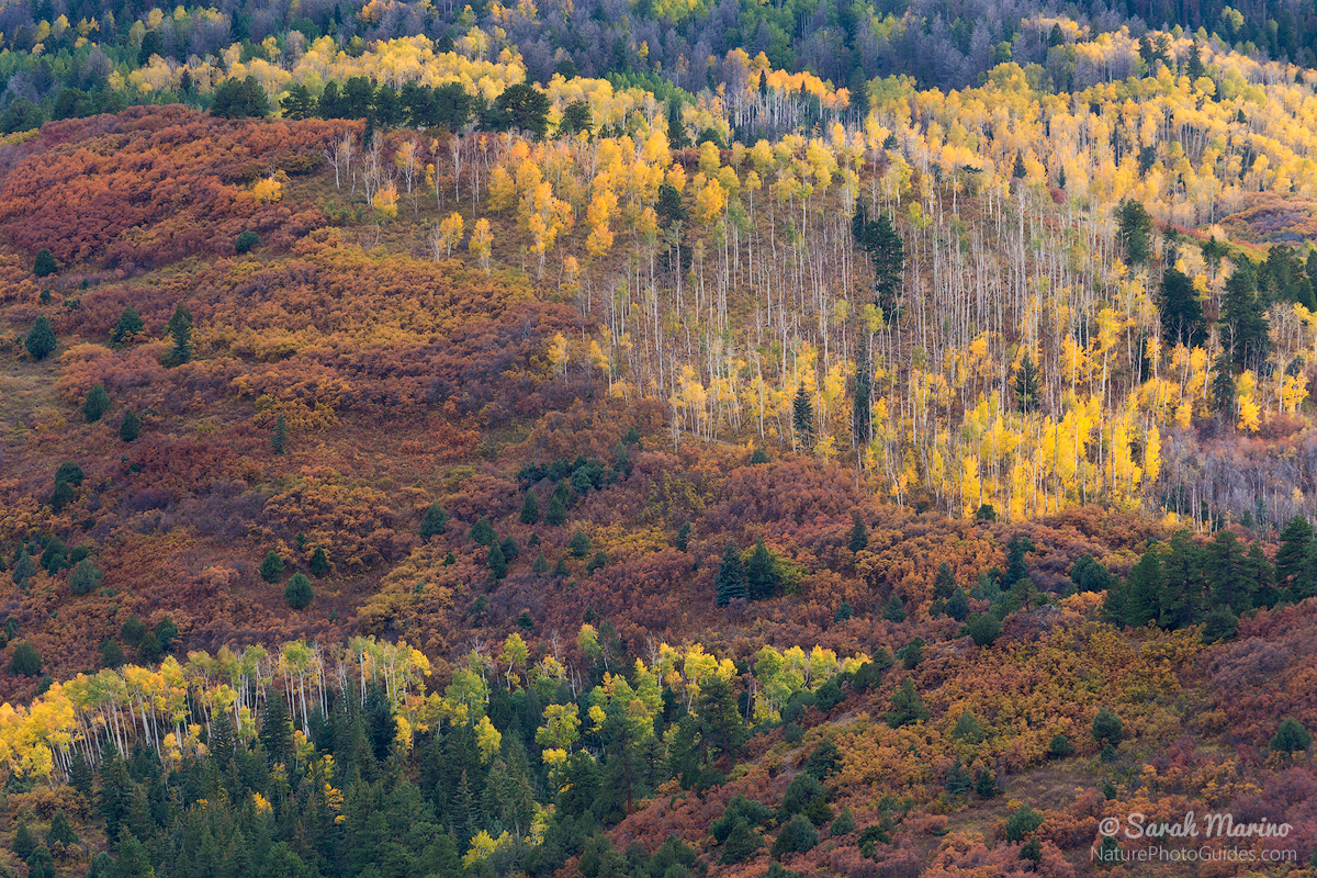 A colorful mix of fall foliage in Colorado's San Juan Mountains. 