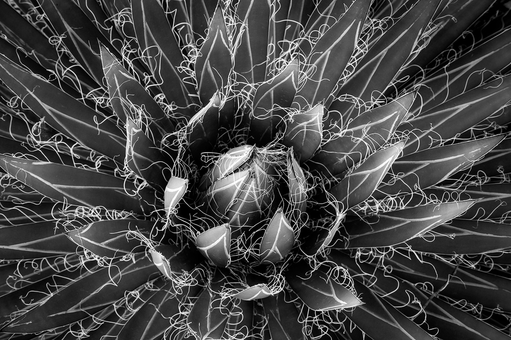 An agave decorated with curly strings at the Desert Botanical Garden in Arizona.