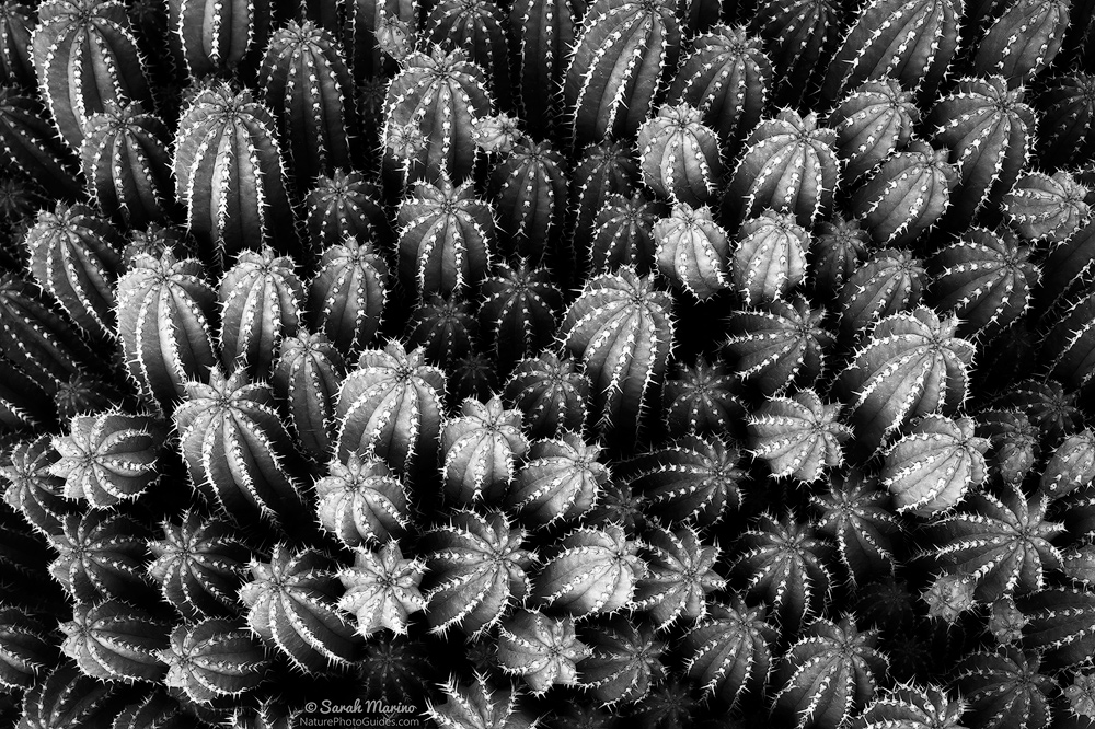 Fairy Castle cactus at the Desert Botanical Garden in Arizona.