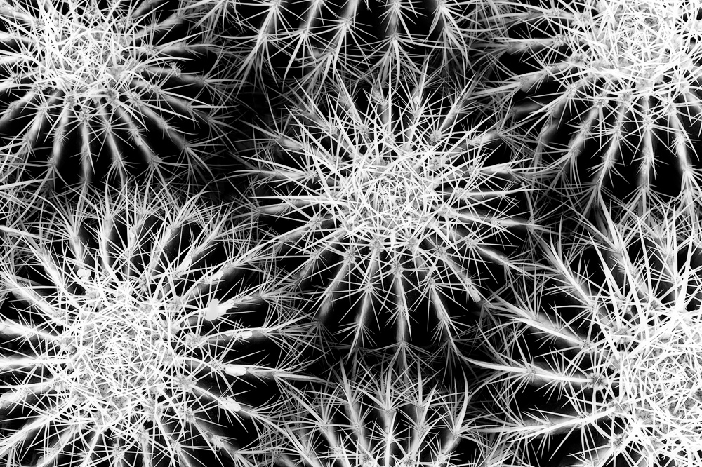 A collection of Golden Barrel Cactus.