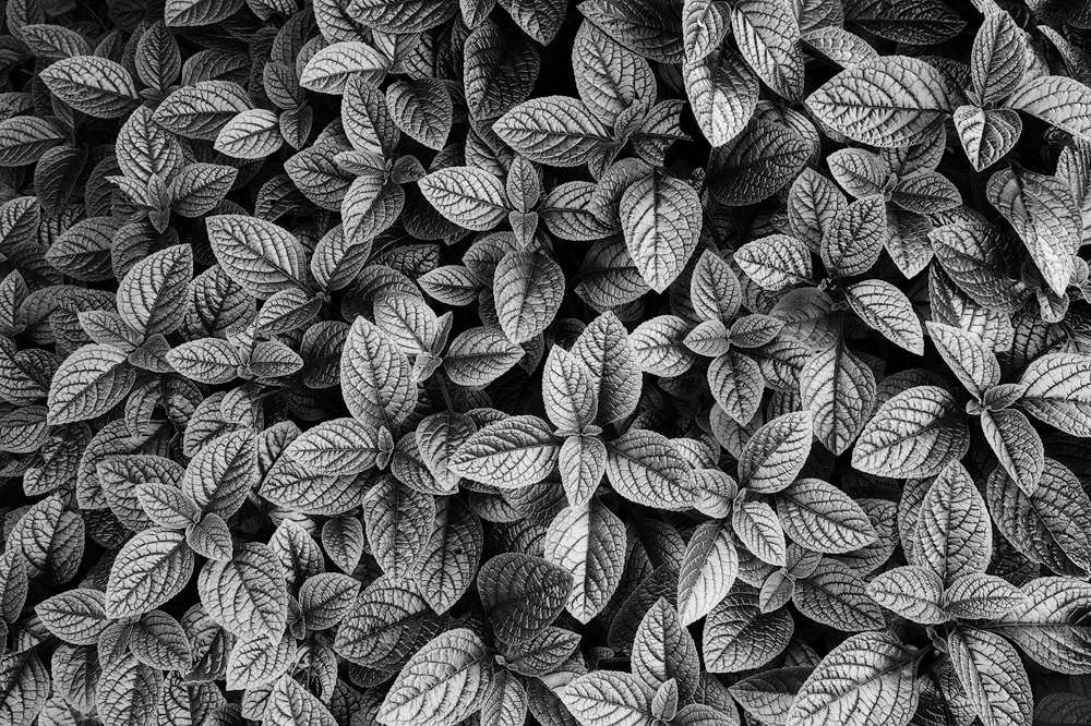 Silvery coleus leaves at a botanical garden in San Francisco, California.