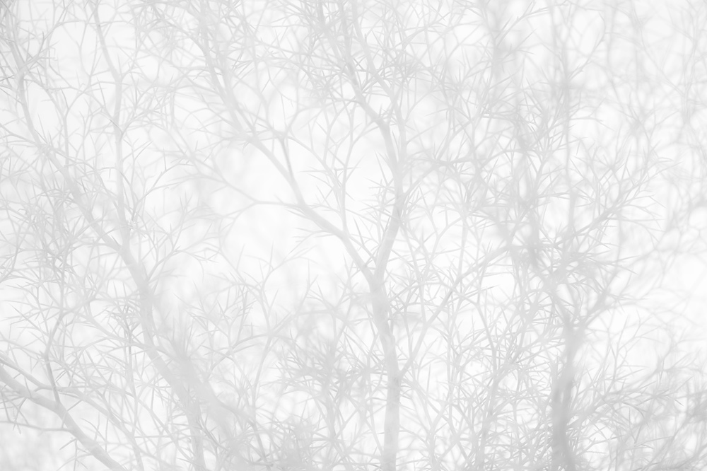 An abstract view of a smoke tree in Anza-Borrego Desert State Park in California.