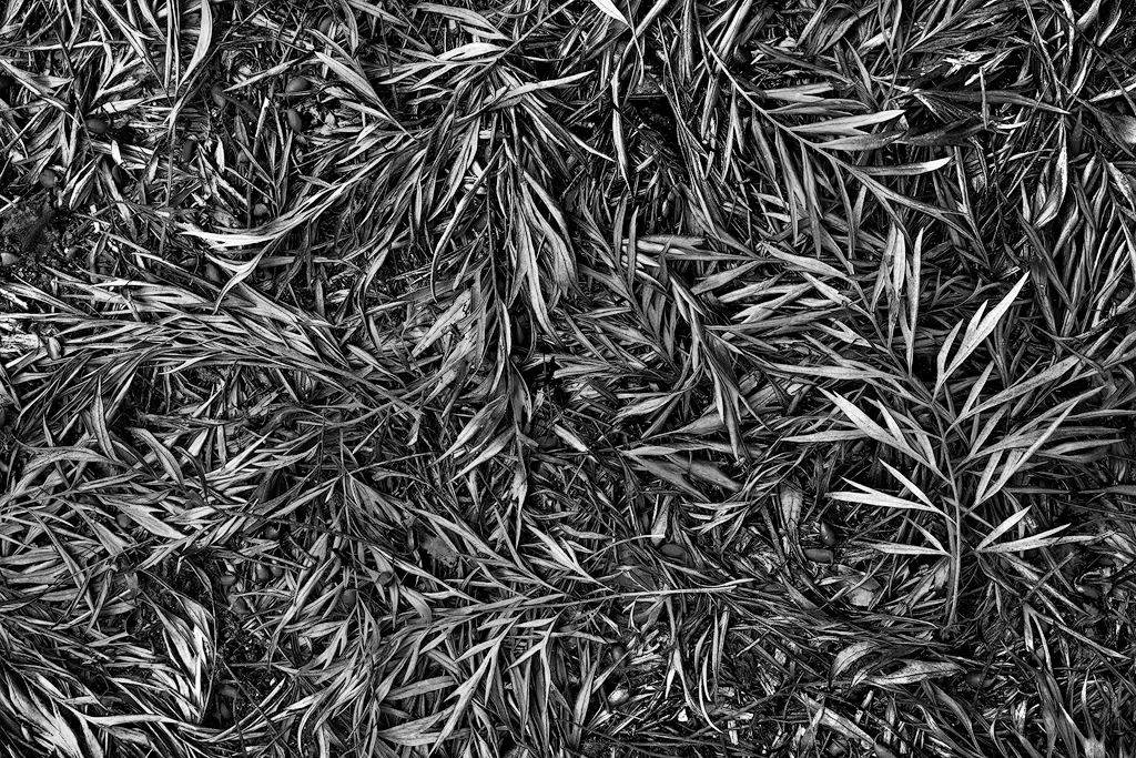 Fallen Leaves
