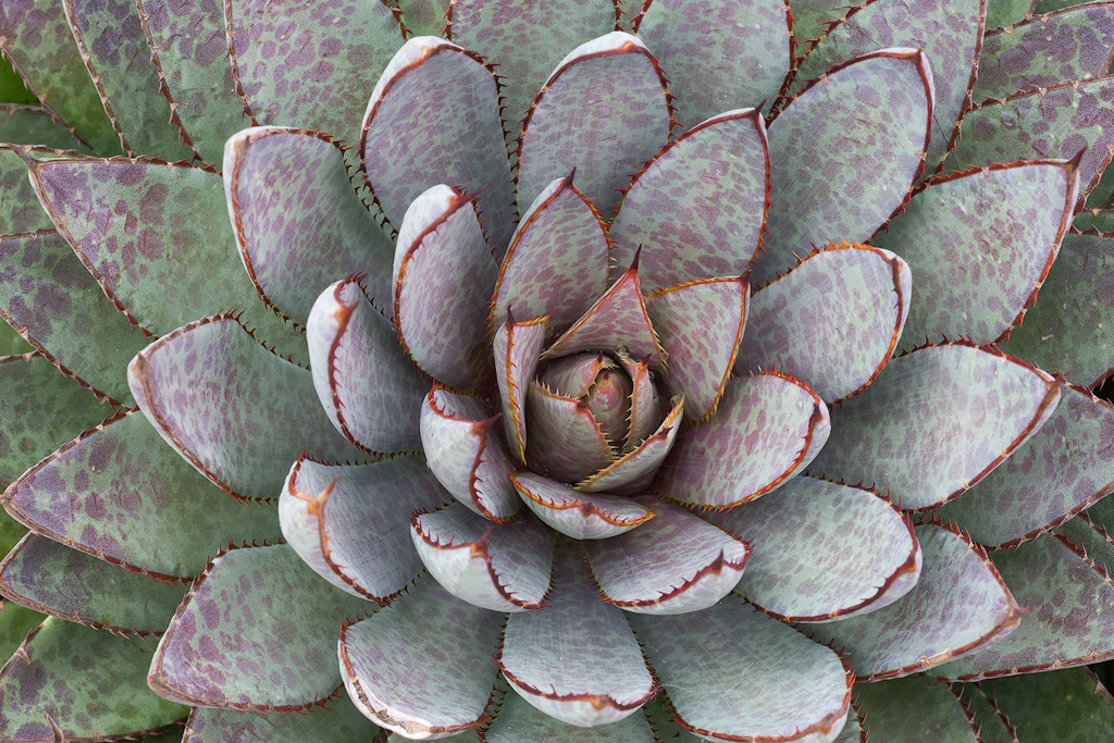 Sumptuous Succulent