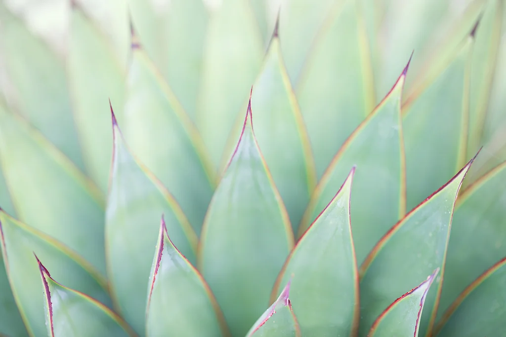 Pastel Yucca
