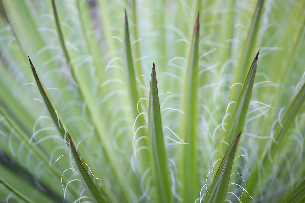 Yucca Curlies. Macros can excel at low depth of field photographs, due to their minimum focusing distance and longer focal lengths.
