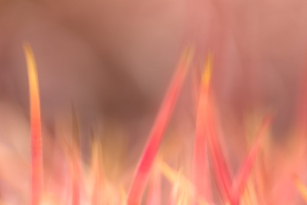 Barrel Blurries. Bright backlit barrel cactus on a clear day. Macro lenses can be used to highlight the abstract properties of plants and other subjects.