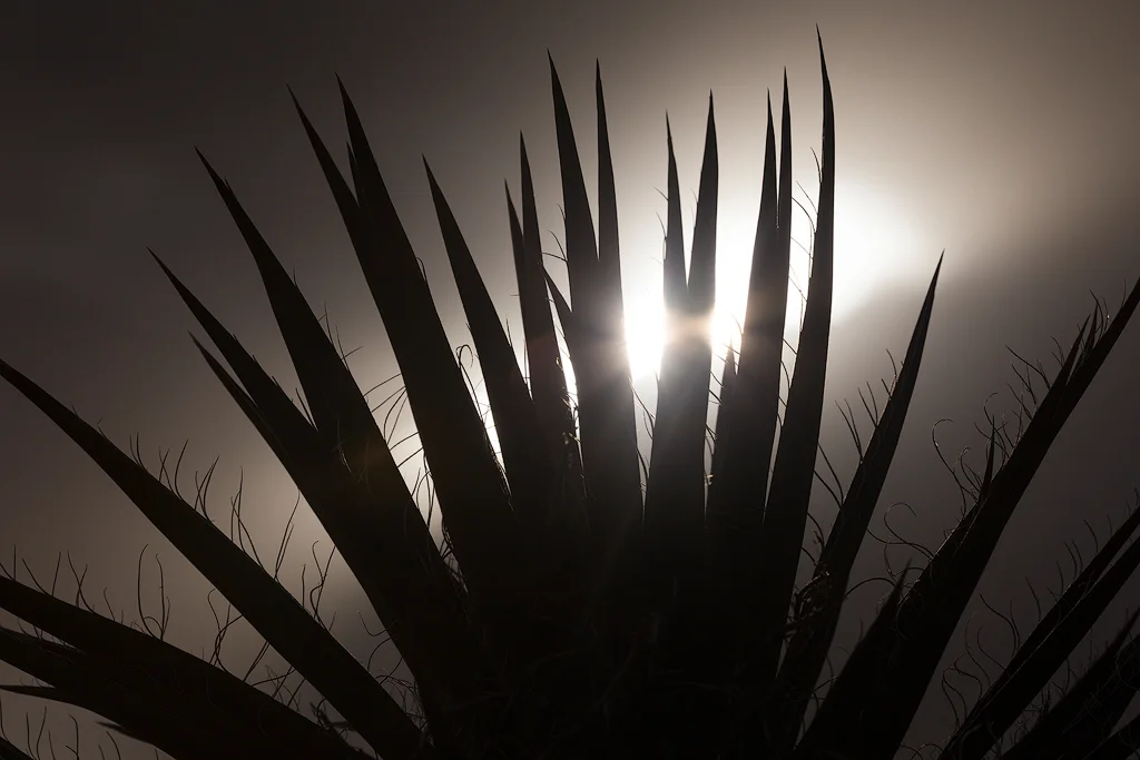 Mojave Yucca. This distinctive plant's shape is highlighted using a silhouette, and the bright sun shining through serves as a focal point.