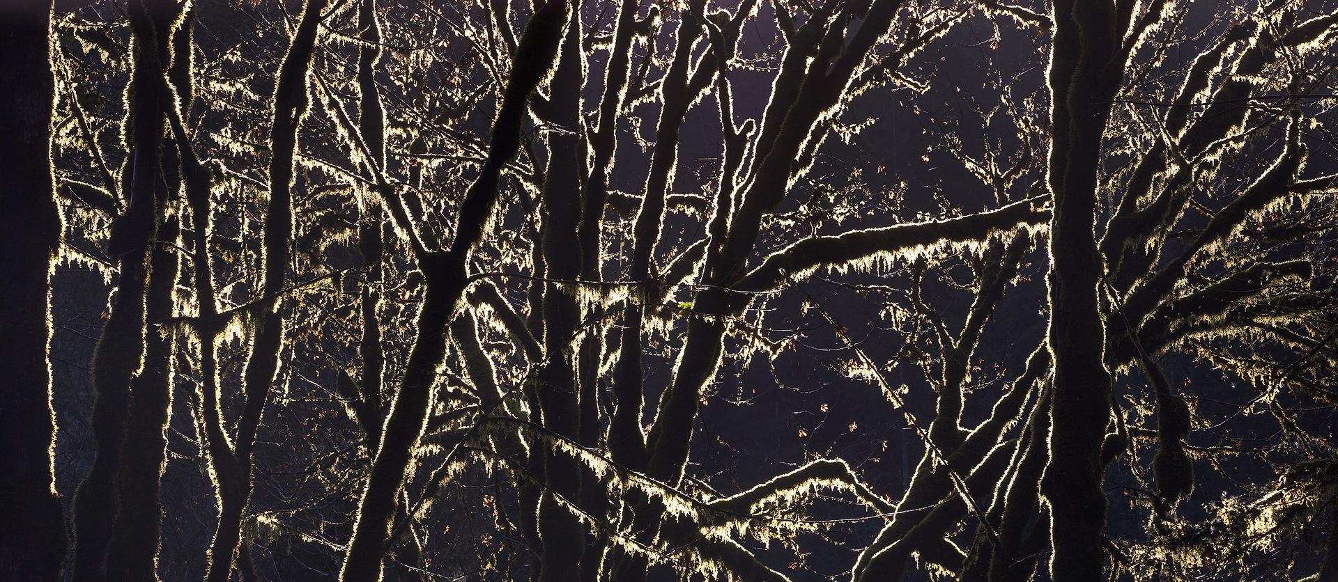 Mossorama - A silhouette emphasizes the moss on these trees in the Pacific Northwest.