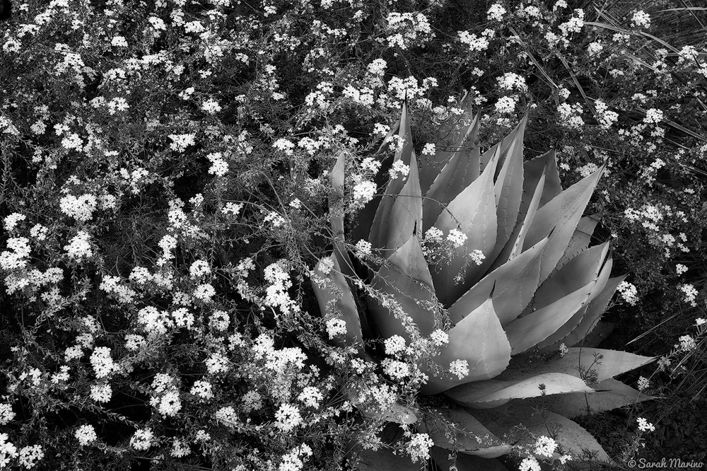 Wildflowers grow around an agave at a garden in Arizona. 