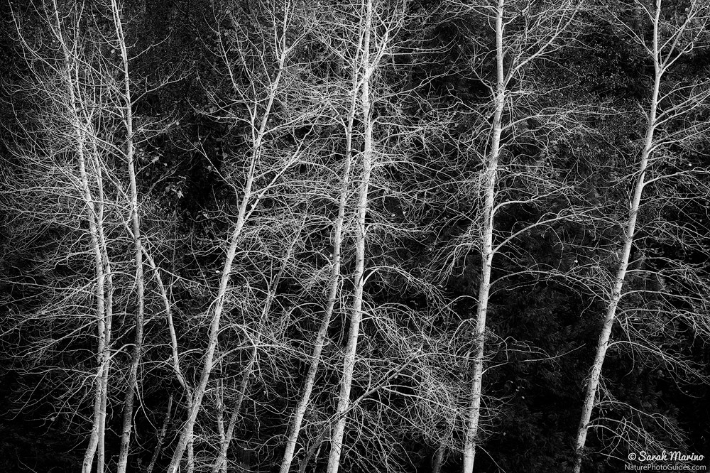 Bare trees in late fall in Yosemite National Park, California. 