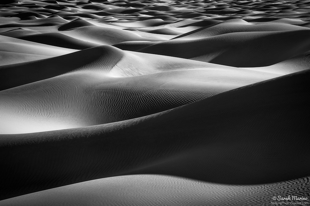 Morning light accentuates the sensuous curves of sand dunes in Death Valley National Park, California. 