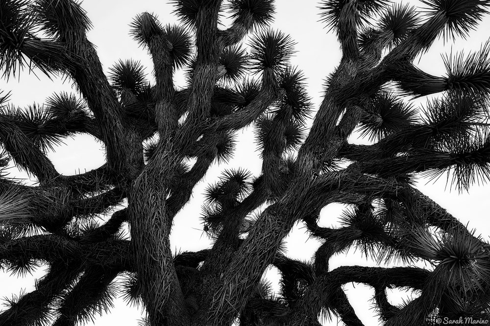 Limbs of a Joshua tree in Joshua Tree National Park, California. 