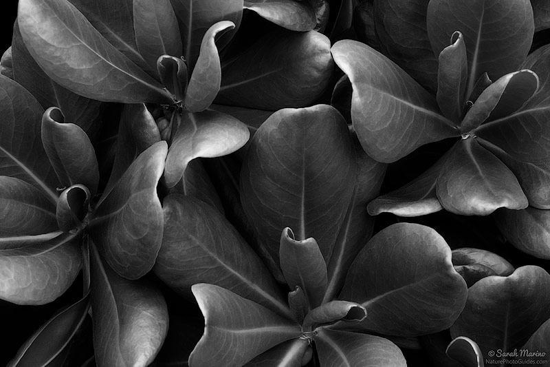 Curly leaves on a tree in Kauai. 