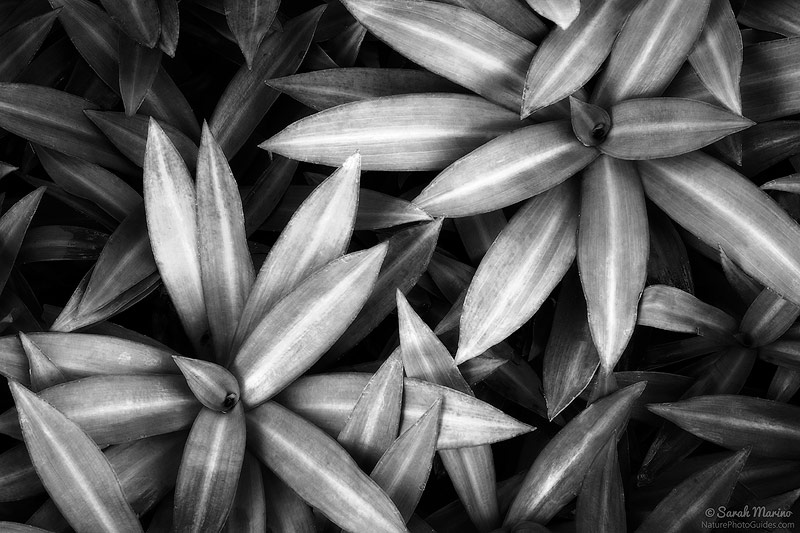 Tropical plants on the Hawaiian Island of Kauai. 