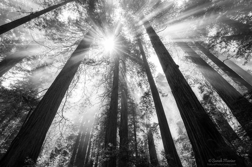 Beams: Weather is often a key element in conveying mood within a photo. Here, the combination of clearing fog, sunbeams, and massive trees lends a bright, hopeful feeling. The same scene with thick fog would feel much more melancholy (below). Redwoods National Park, California.