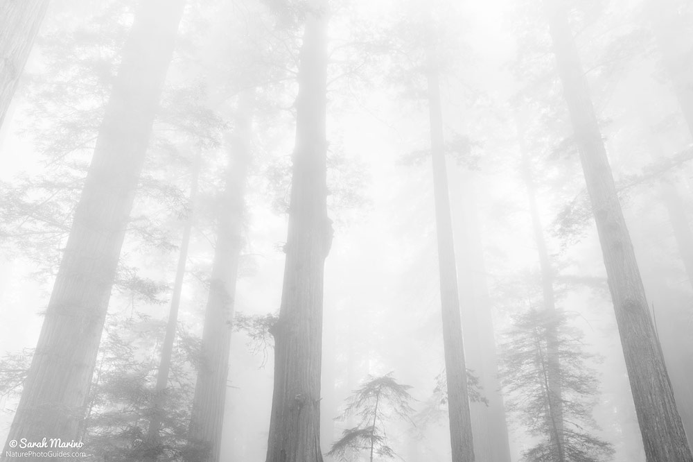 Foggy Forest: This photo is also of the trees in Redwoods National Park but was taken on a day with thick fog. The fog gives the scene a much different mood than the photo above, even though the subject of both photographs is similar. 
