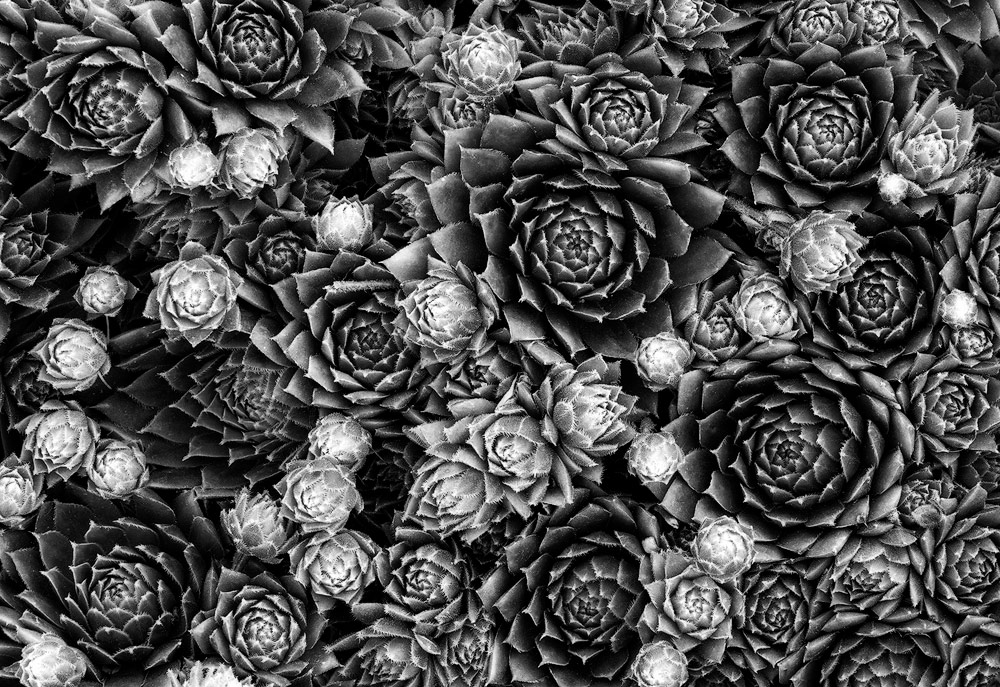 Hens & Chicks: This patch of hens and chicks had a lot of fresh growth when I took this photo. The older rosettes are darker green whereas the new growth is light pink. This color contrast helps make converting this photo to black and white easier. The greens can be darkened and the light pinks can be brightened, creating tonal contrast. 