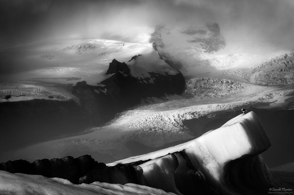 A Bird on an Iceberg: This seabird helps give scale to the massive icebergs that float through the Jökulsárlón glacial lagoon in Iceland. This photo is an example how lighting can create a more dramatic mood. Here, a clearing storm created dappled light across the scene. Without the misty clouds and the light, this scene wouldn't feel as dynamic. 