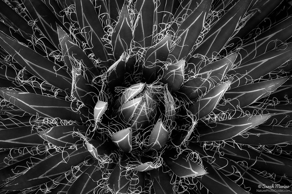 Strings: This is an agave, photographed at a botanic garden in Arizona. This plant has a lot of natural contrasts, with the strings adding visual interest. I chose a somewhat shallow depth of field to help focus the viewer on the most interesting parts of the plant in the center of the frame.