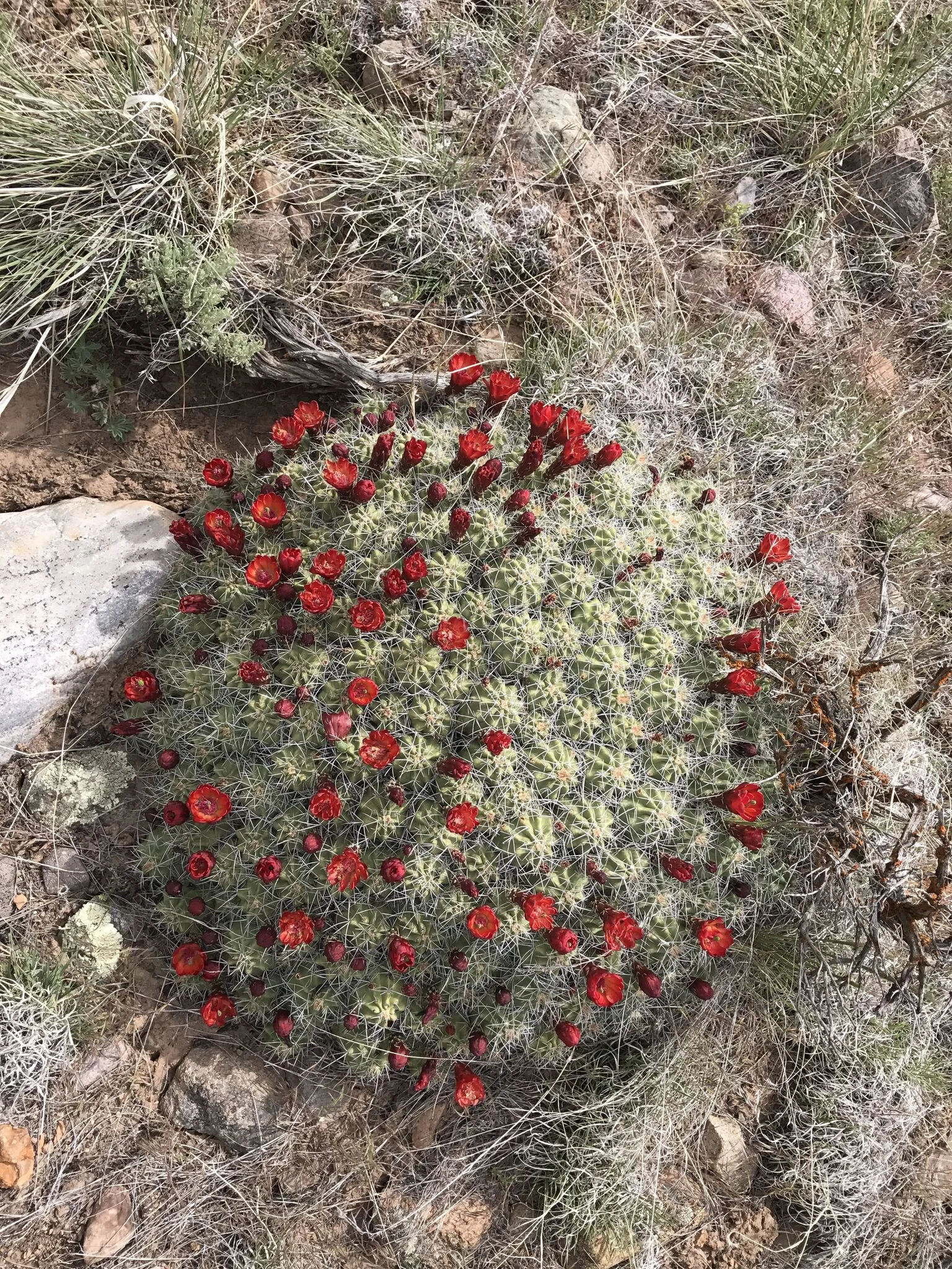May 21 - Neighborhood Claret Cup Cactus