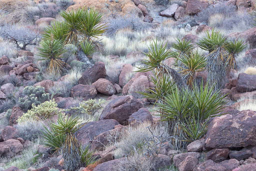 "Mojave Garden" - Lush desert flora in the Mojave Preserve
