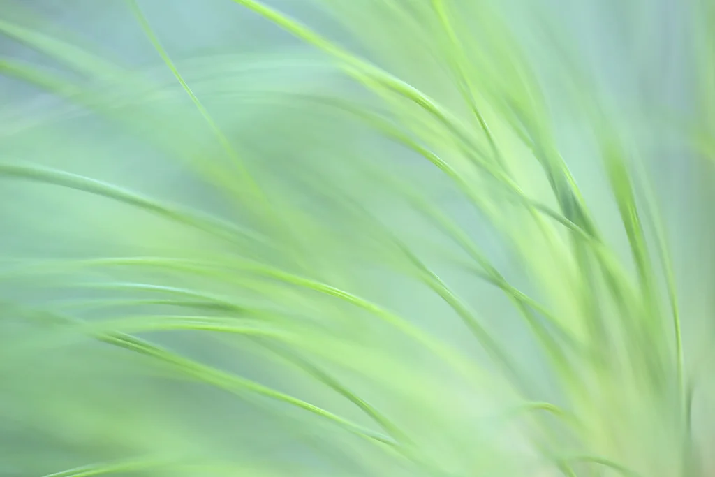 "Pastel Grasses" - Papyrus in soft light at the Huntington Garden near Pasadena