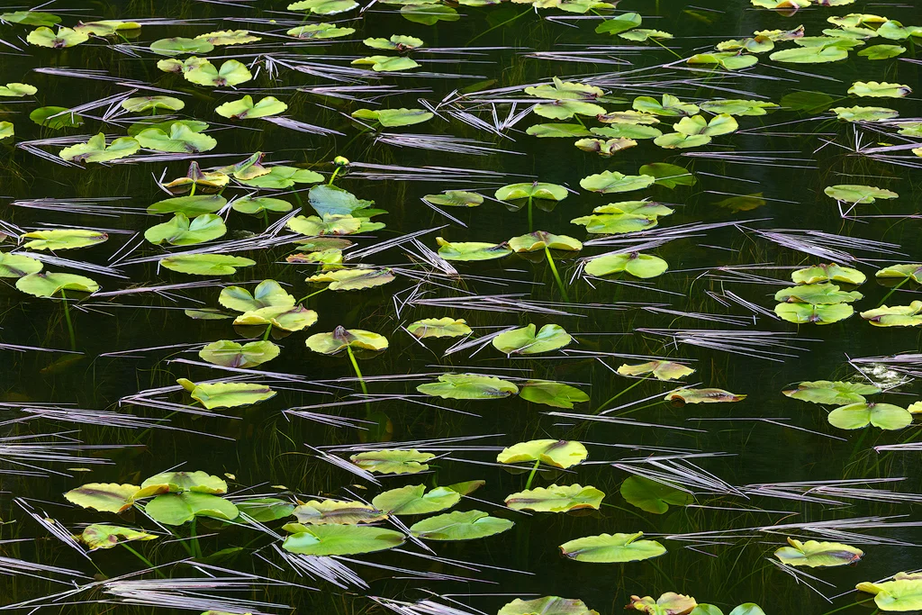 "Circles and Lines" - Lily pads in a small pond near Grand Teton National Park
